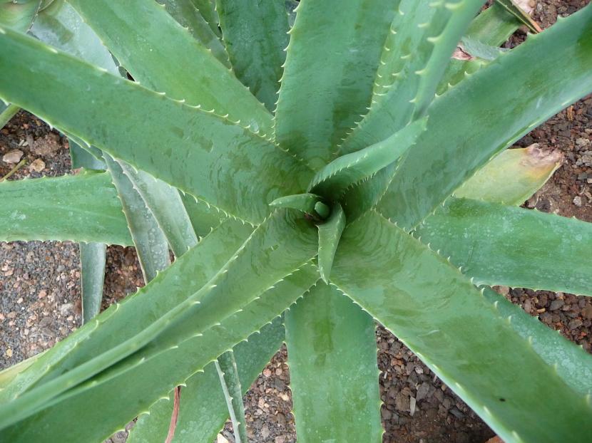 Planta de Aloe vera con sus hojas dispuestas en roseta