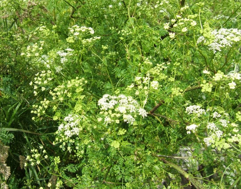 Planta de cicuta, Conium maculatum