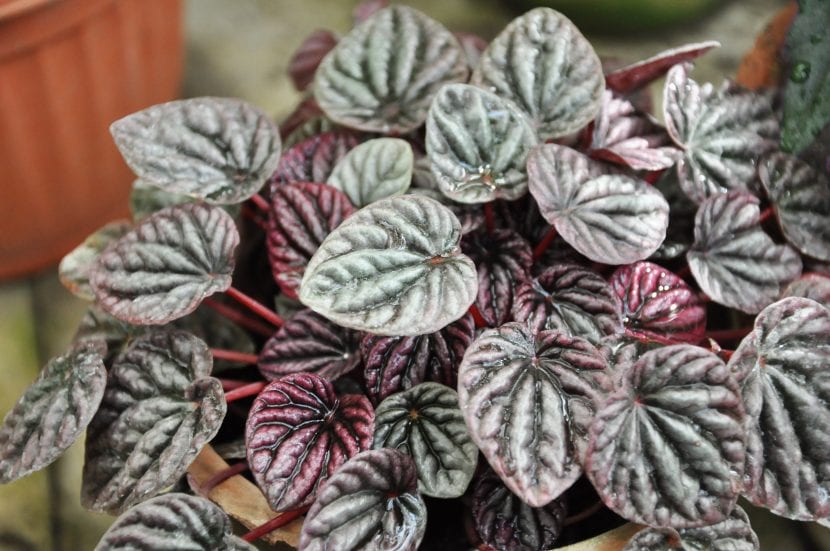 Peperomia caperata de hojas rugosas en maceta