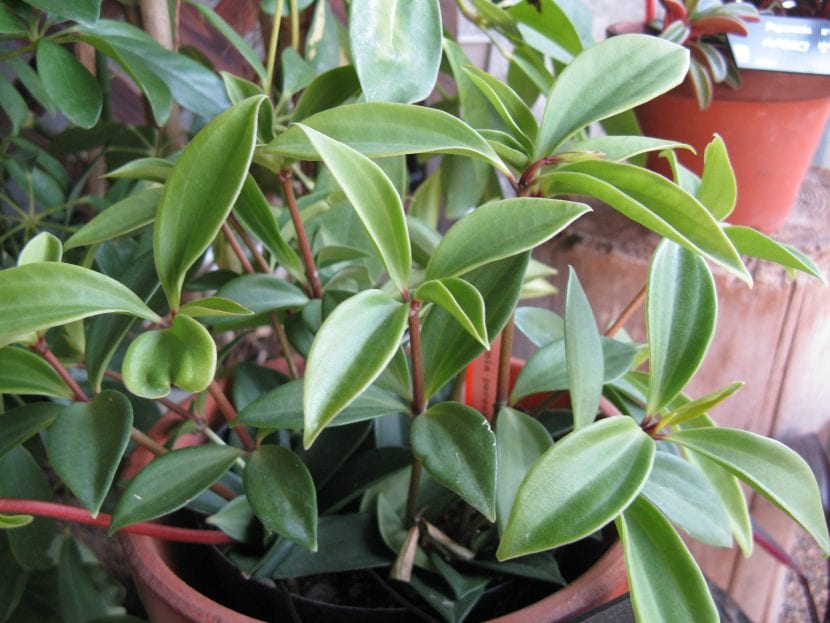 Peperomia pereskiifolia, especie de porte ramificado