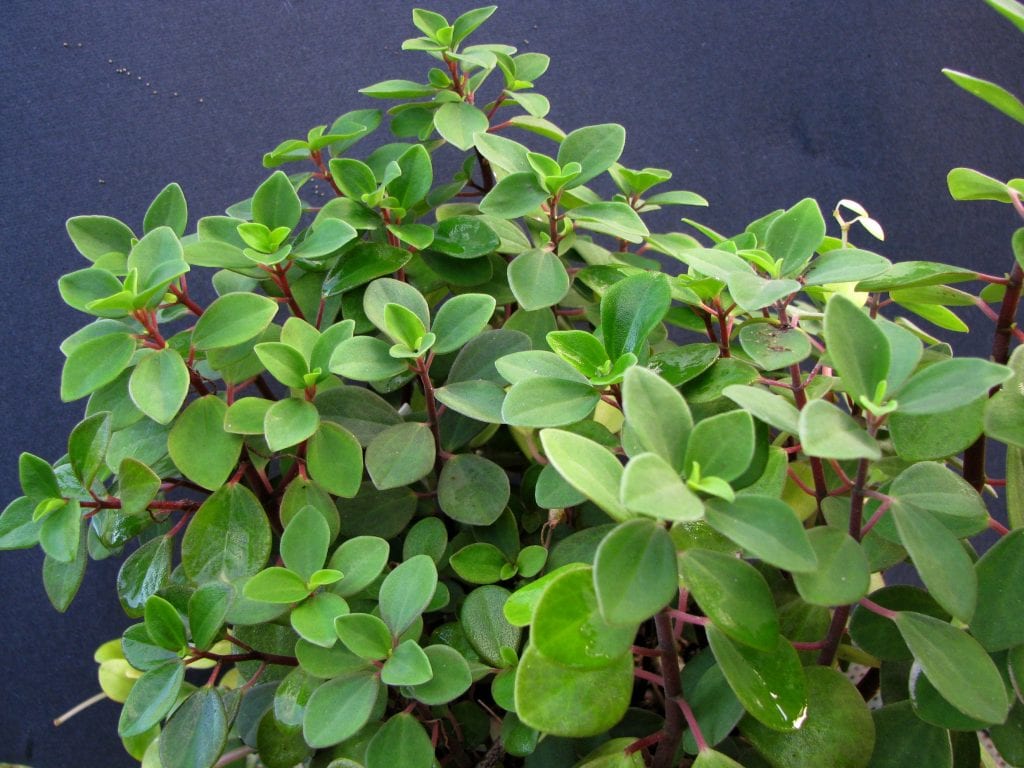 Peperomia: por qué se mueren y cómo evitarlo