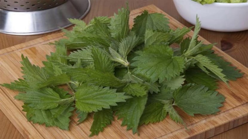 Preparación de infusión de ortiga blanca
