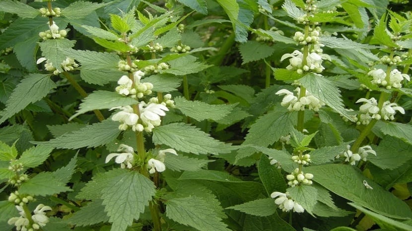Ortiga blanca (Lamium album) en flor