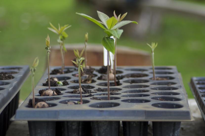 Planta curvada hacia la luz por fototropismo positivo