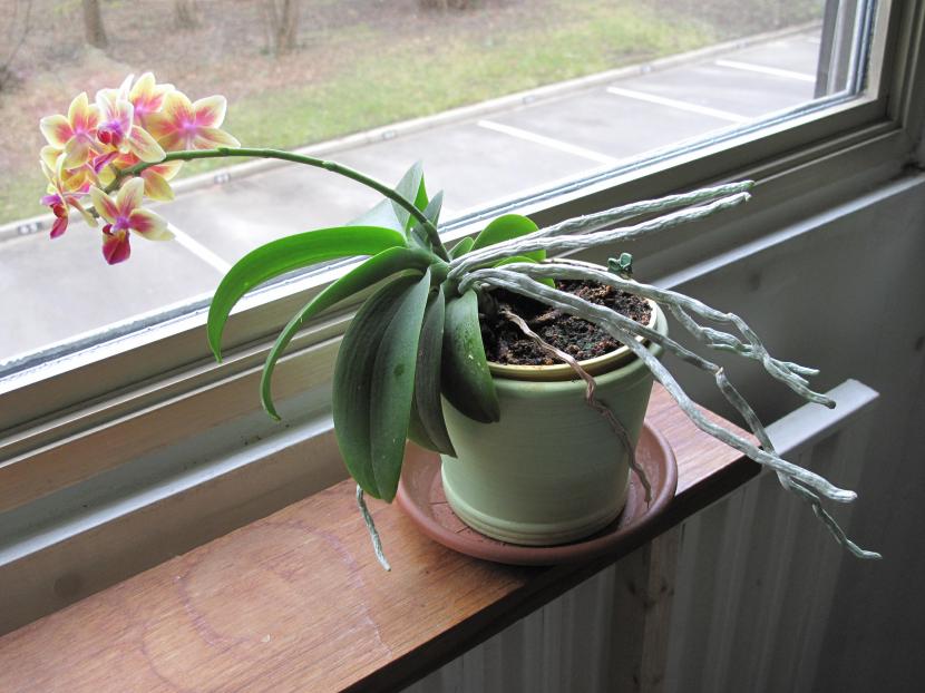 Vara floral de orquídea orientada hacia la luz