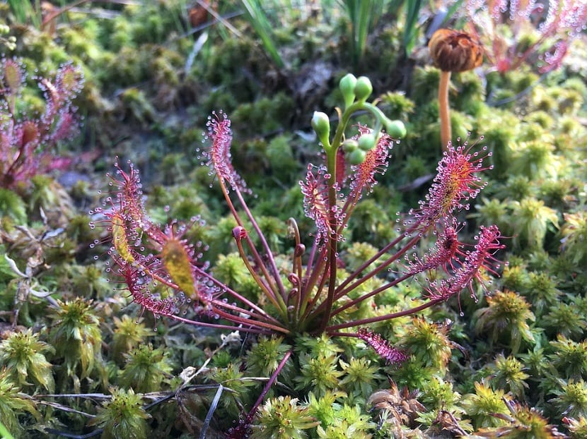 Musgo Sphagnum: qué es, morfología, usos y cuidados