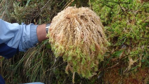 Musgo Sphagnum utilizado como sustrato