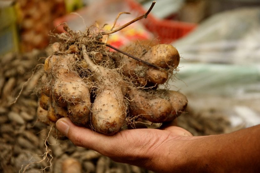 Planta trepadora de Dioscorea con hojas acorazonadas