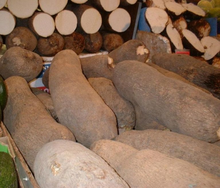 Tubérculos de ñame recién cosechados