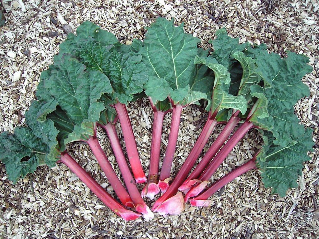 Ruibarbo: qué es, dónde se da y cómo cultivarlo paso a paso