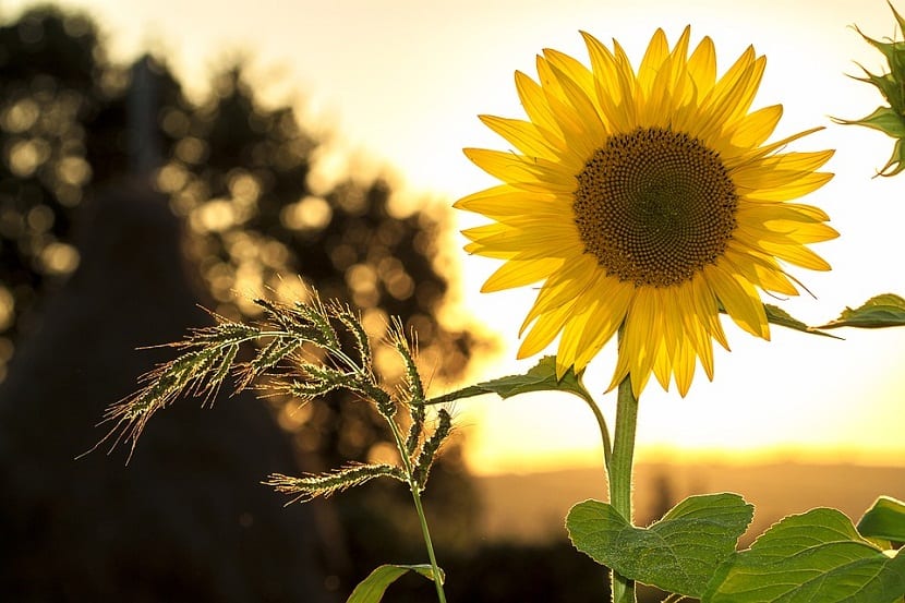 Girasol en flor, ejemplo de planta de pleno sol