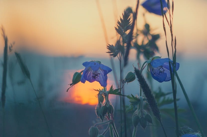 Puesta de sol sobre un jardín
