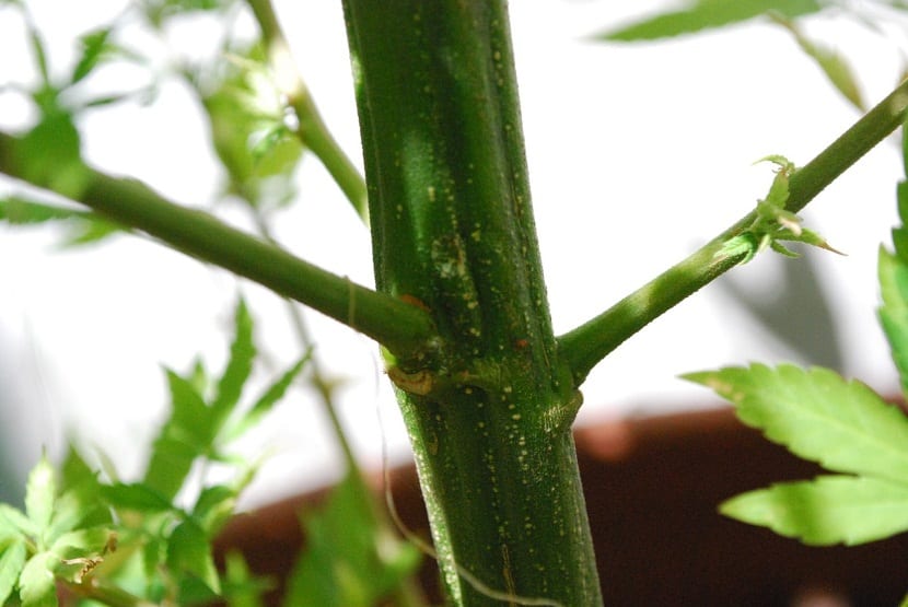 Detalle del tallo de una planta con hojas