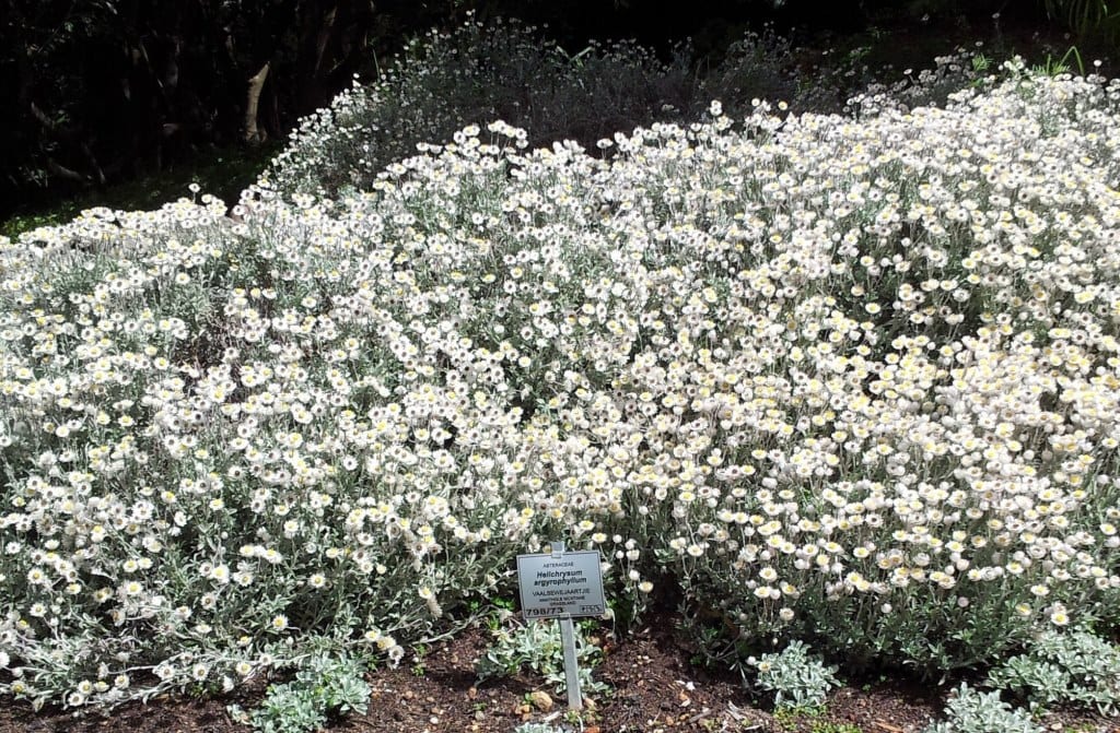 Helichrysum argyrophyllum cubriendo el suelo