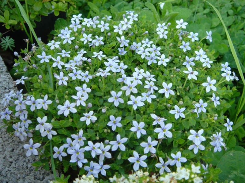 Plantas tapizantes: tipos, especies y cómo plantarlas