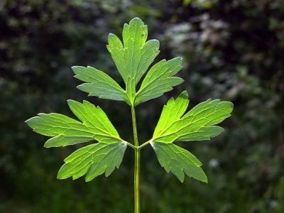 Hojas trifolioladas del Ranunculus repens