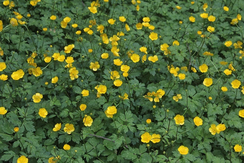Ranunculus repens: cuidados, usos y cómo controlarlo
