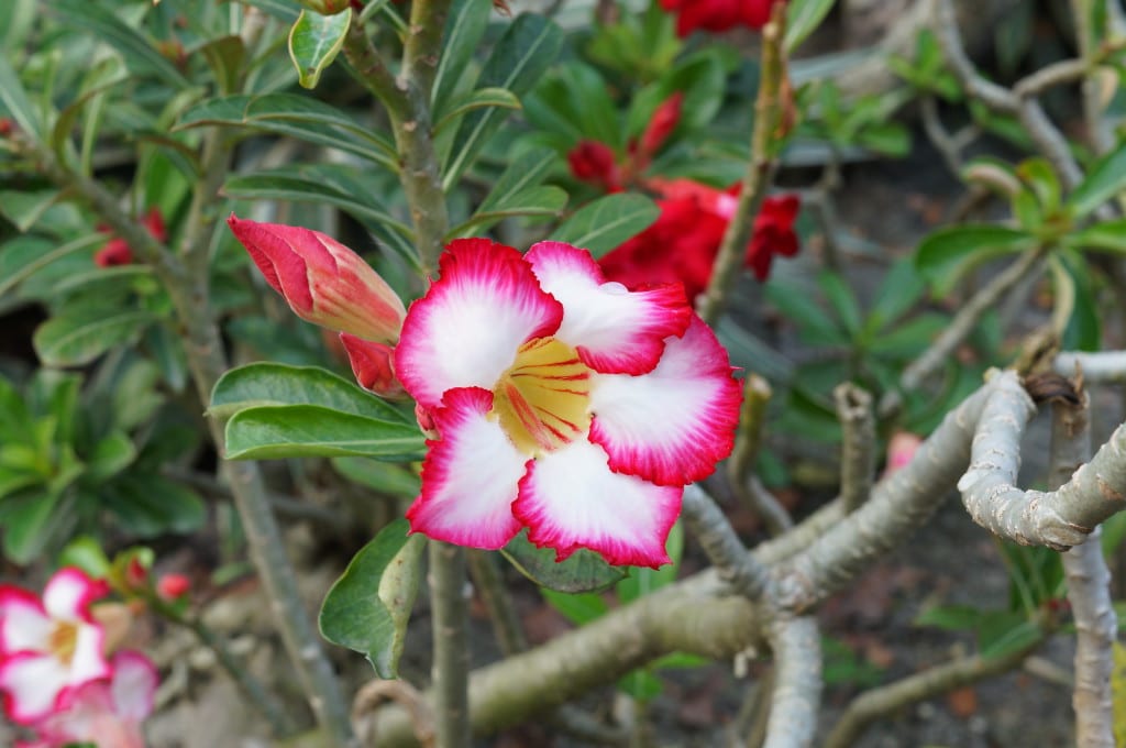 Adenium obesum, la rosa del desierto, en flor
