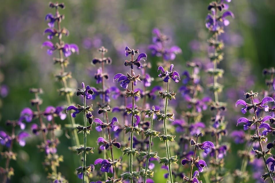 Salvia pratensis: características, cultivo y cuidados