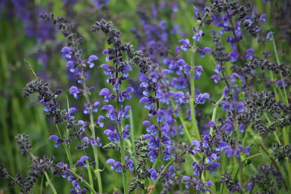 Salvia pratensis en flor con sus espigas violetas