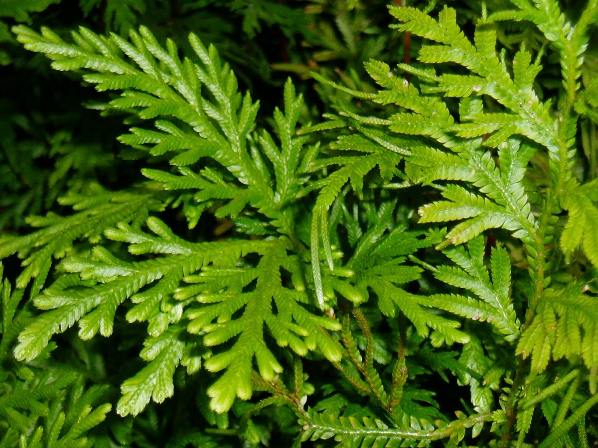 Selaginella: especies, cuidados y por qué no es un helecho