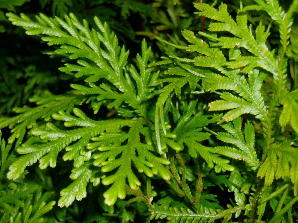 Selaginella, planta verde parecida a un helecho