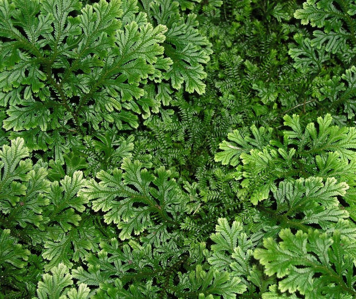 Selaginella como planta decorativa de interior