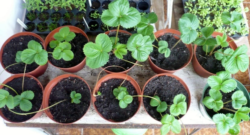 Estolones: qué son, para qué sirven y cómo propagar plantas