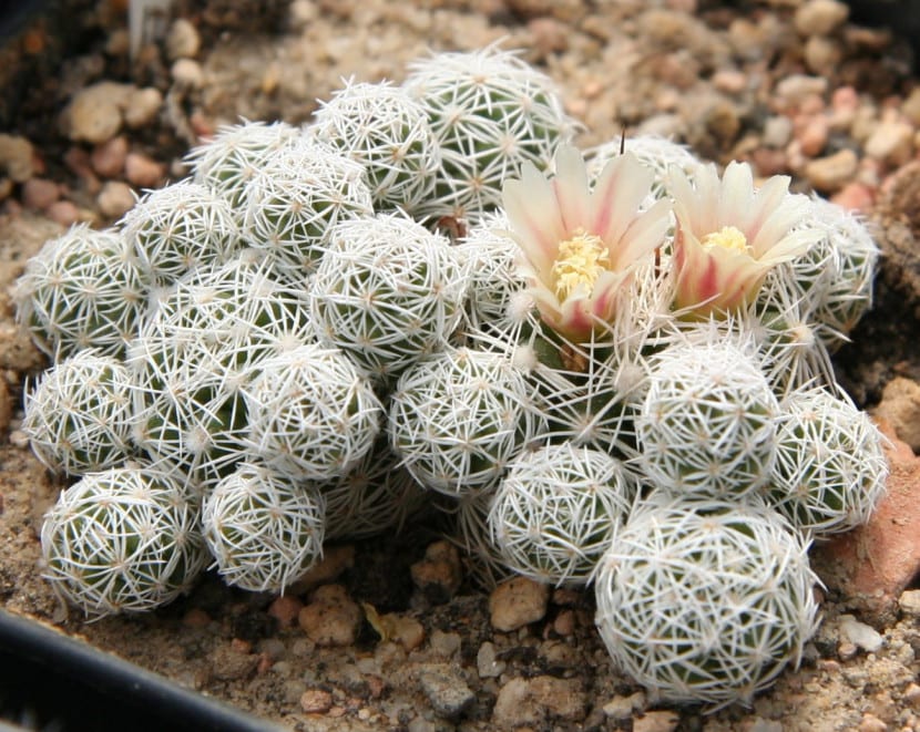 Mammillaria gracilis en maceta con sustrato mineral