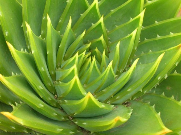 Aloe polyphylla, una suculenta especialmente sensible a la asfixia radicular