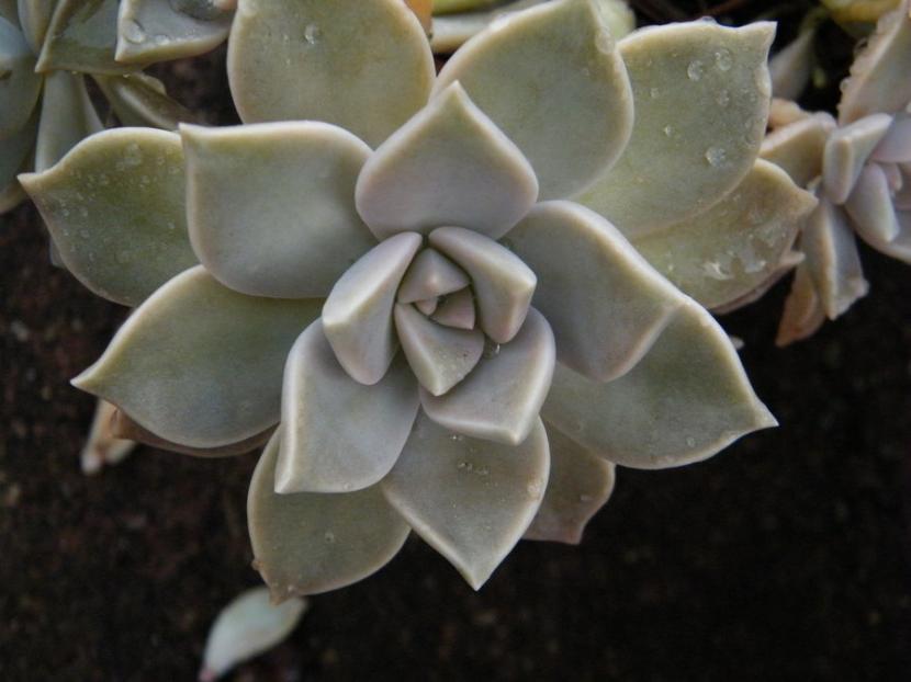Graptopetalum: especies, cuidados y multiplicación por hoja