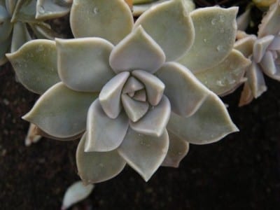 Rosetas grises y nacaradas del Graptopetalum paraguayense
