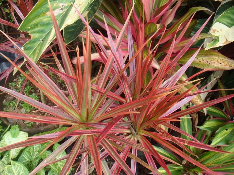 Dracaena marginata de hoja fina cultivada en maceta
