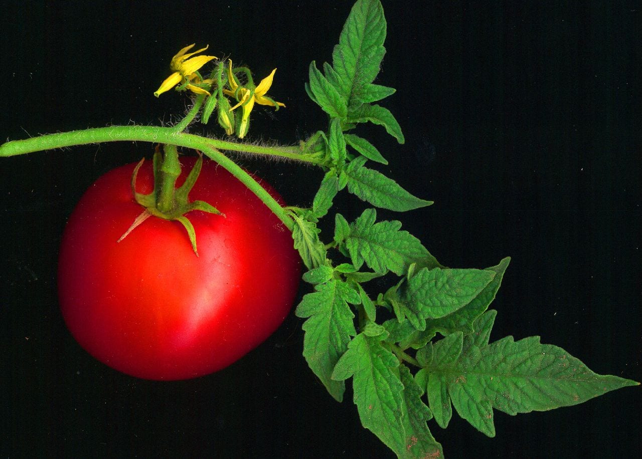 El tomate, ¿fruta o verdura? La respuesta según cada criterio