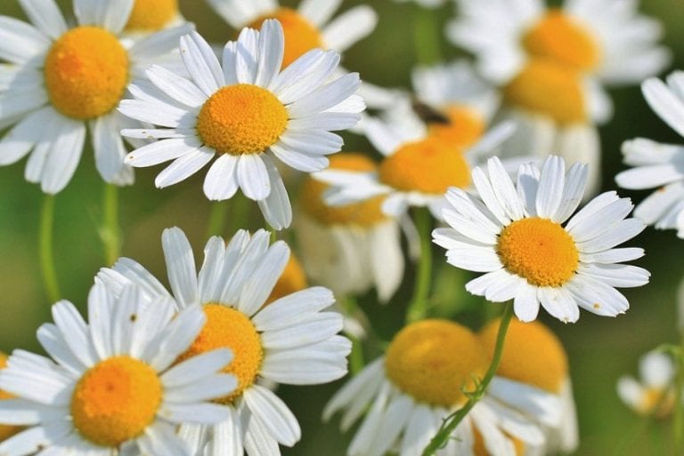 Flores de manzanilla en cultivo