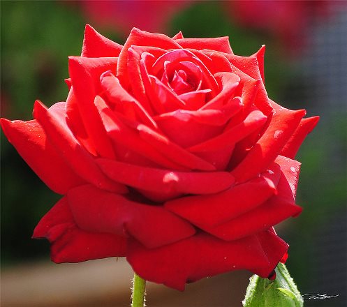 Rosas