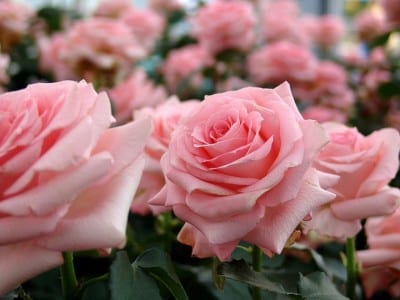 Rosales modernos en flor en un jardín