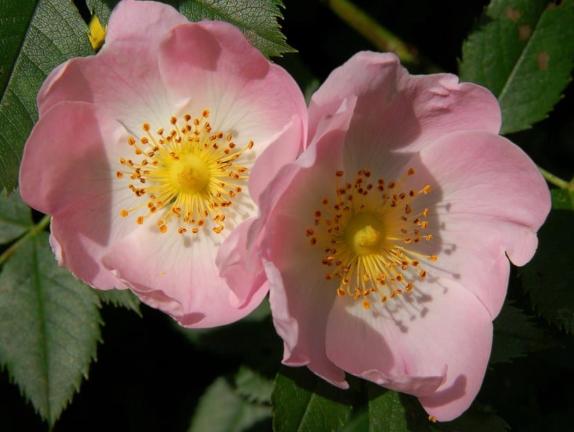 Rosas silvestres de cinco pétalos
