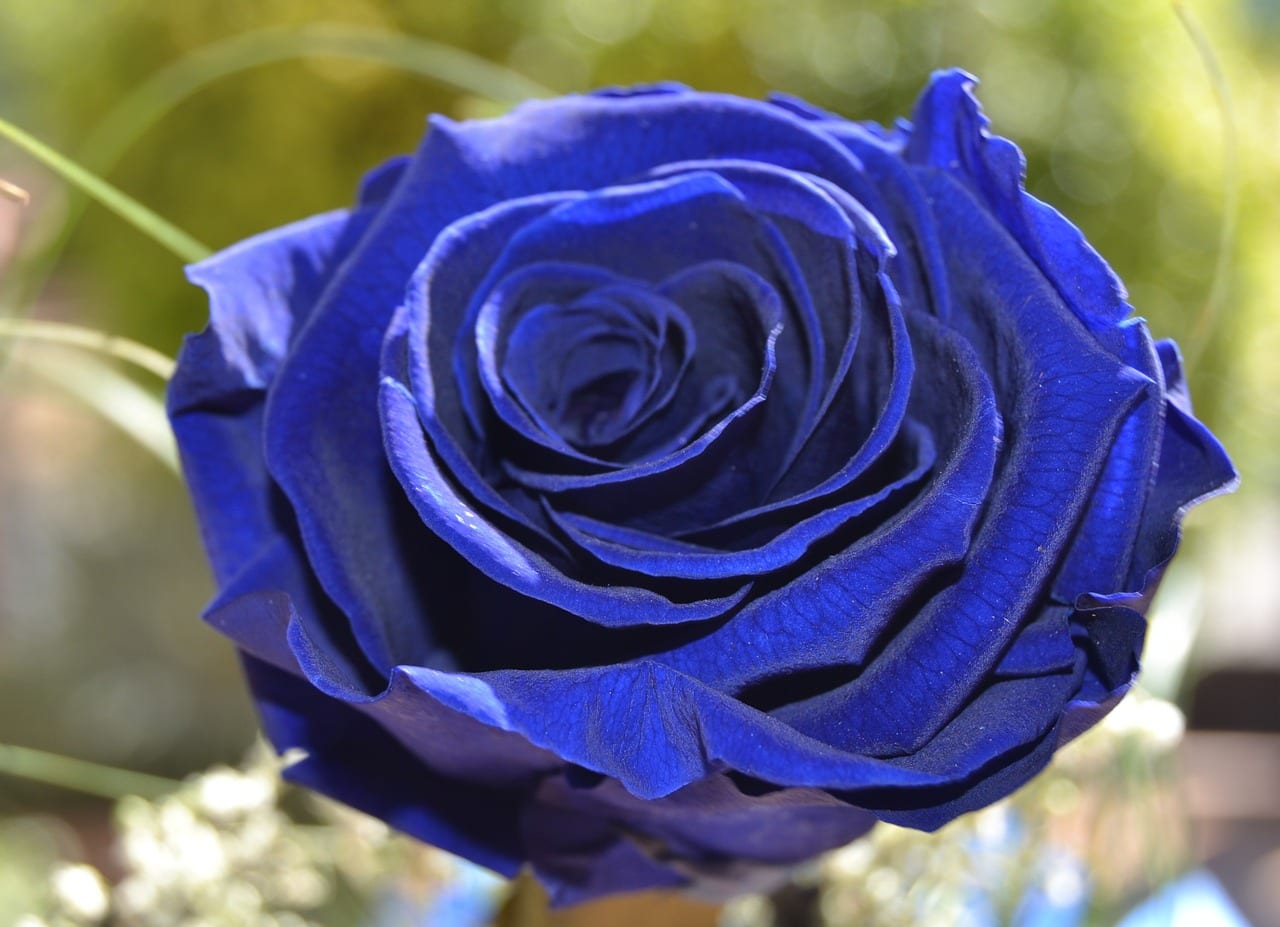 Rosa azul: por qué no existe y cómo conseguir una