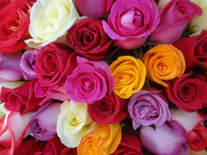 Conservar pétalos de rosa frescos hasta una semana