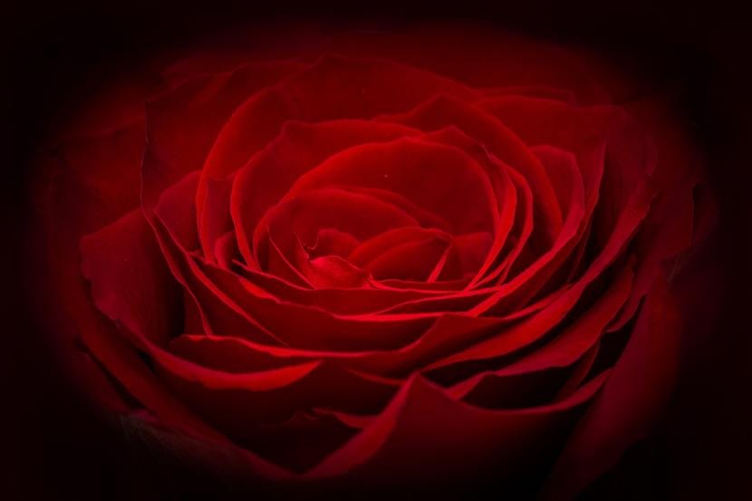 Rosa roja abierta lista para deshojar