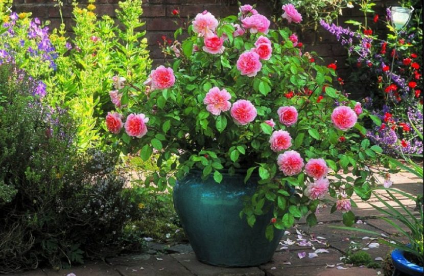 Rosal cultivado en maceta con flores abiertas