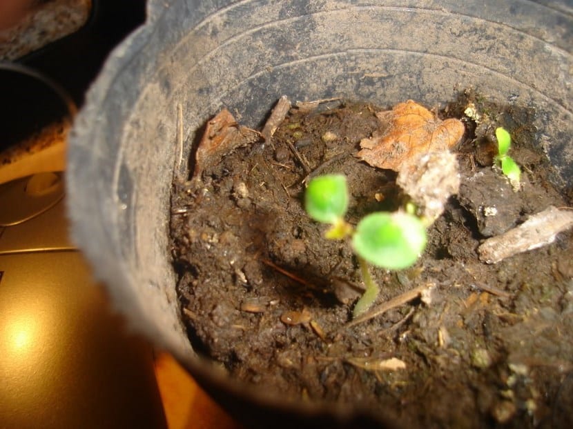 Semillas de rosal extraídas del escaramujo