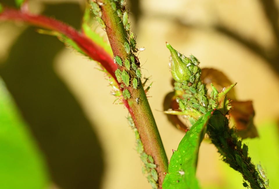 Pulgones en las rosas: cómo eliminarlos sin dañar el rosal