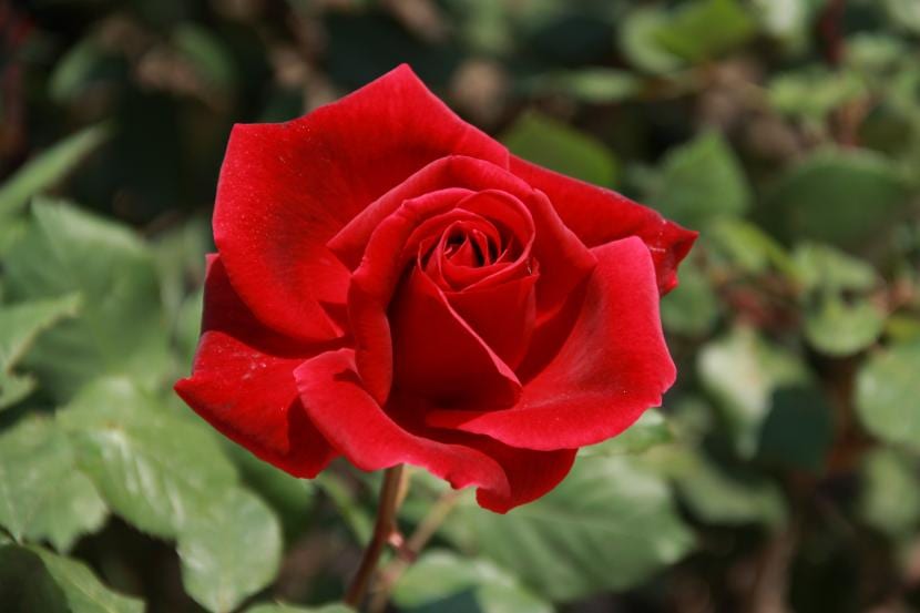 Rosa Mister Lincoln: características, aroma y cuidados