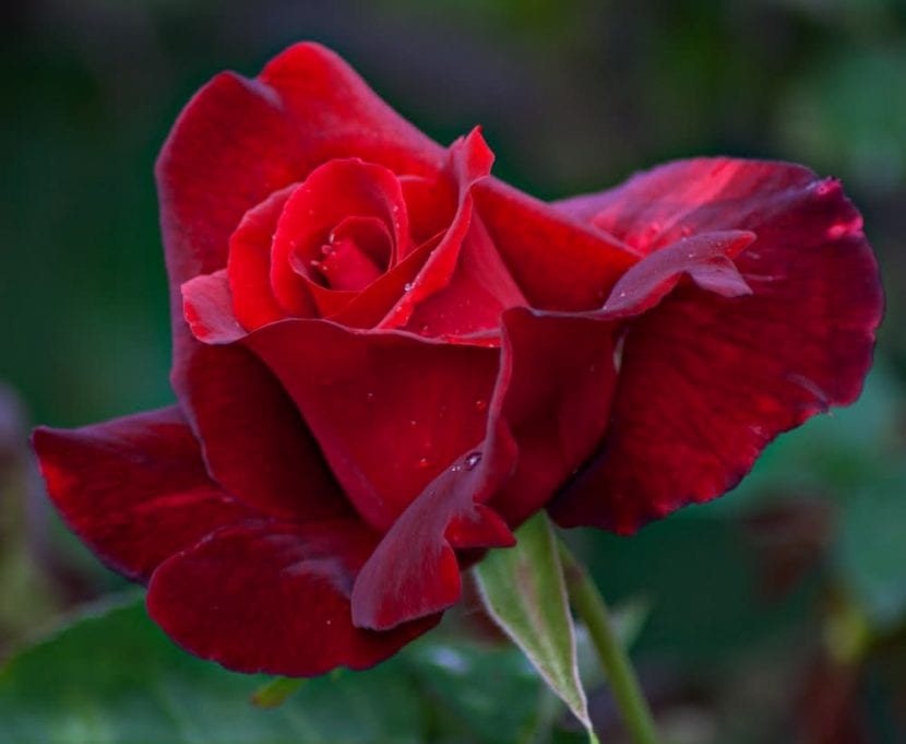 Flor de la rosa Mister Lincoln, rojo oscuro aterciopelado