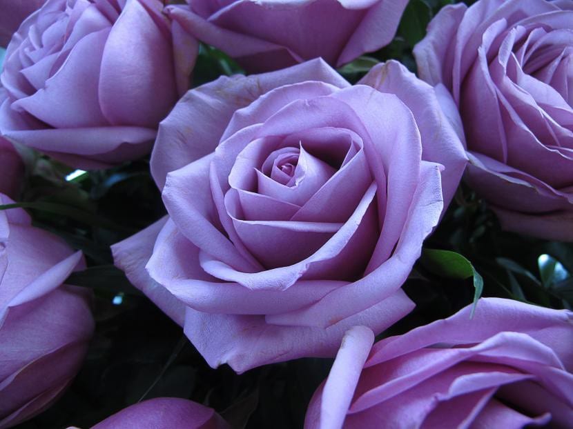 Rosas de tono lila en plena apertura