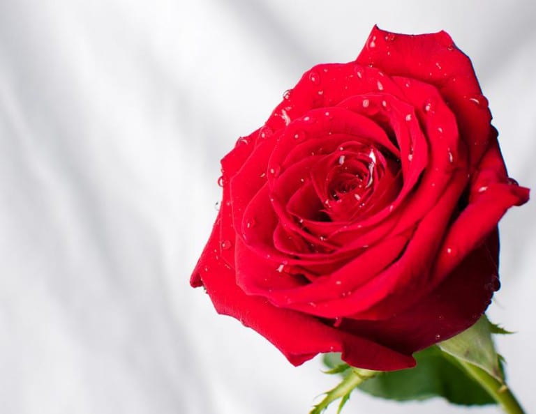 Rosa roja abierta en un rosal