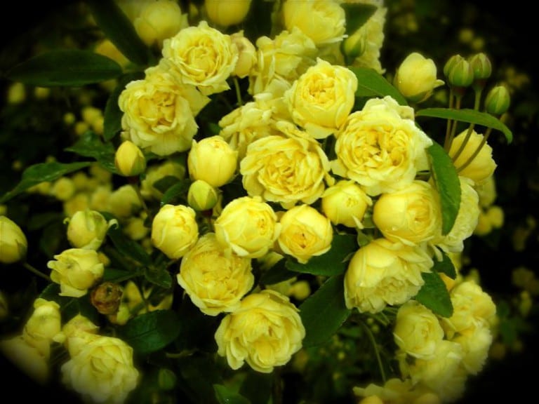 Rosal mini de flores amarillas cultivado en maceta