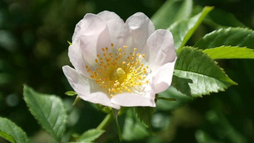 Flor de rosa silvestre, Rosa canina